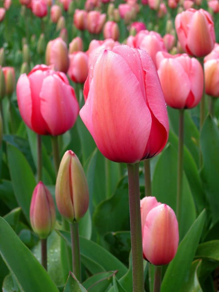 are tulip flowers poisonous to dogs