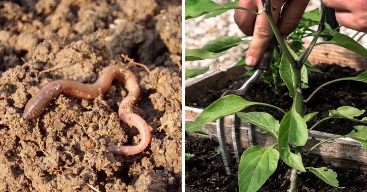 How To Encourage Worms Into Your Garden In Simple Ways