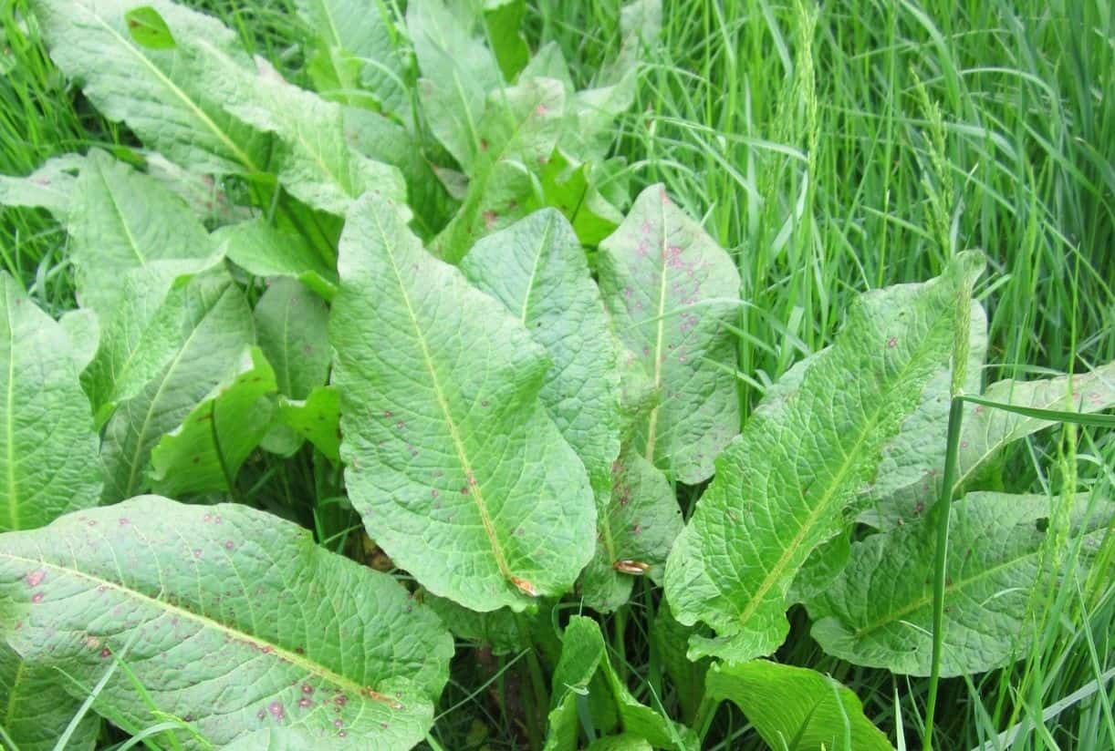 Common Garden Weeds Identification