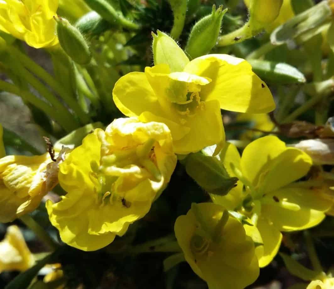 medicinal-plants-uk-1-evening-primrose-oil