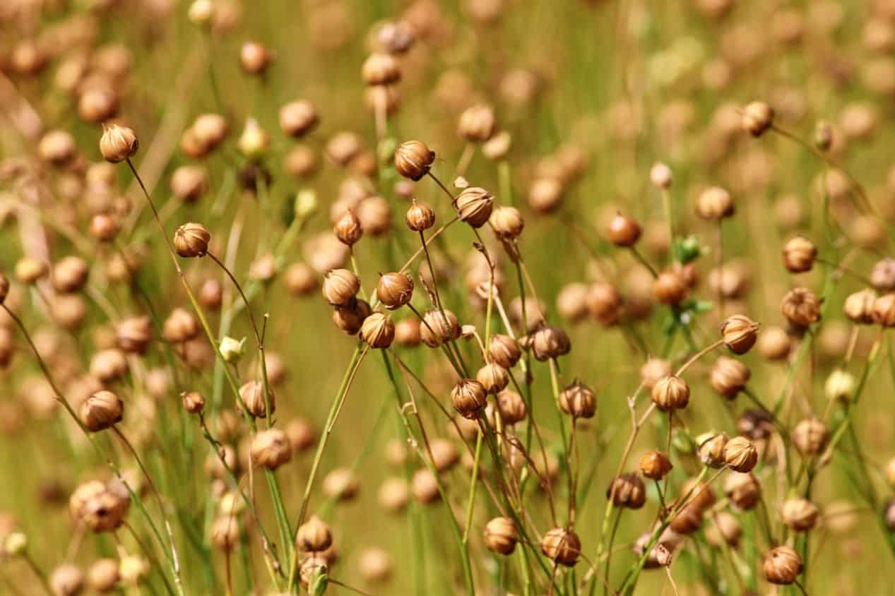 medicinal-plants-uk-5-flax-seed