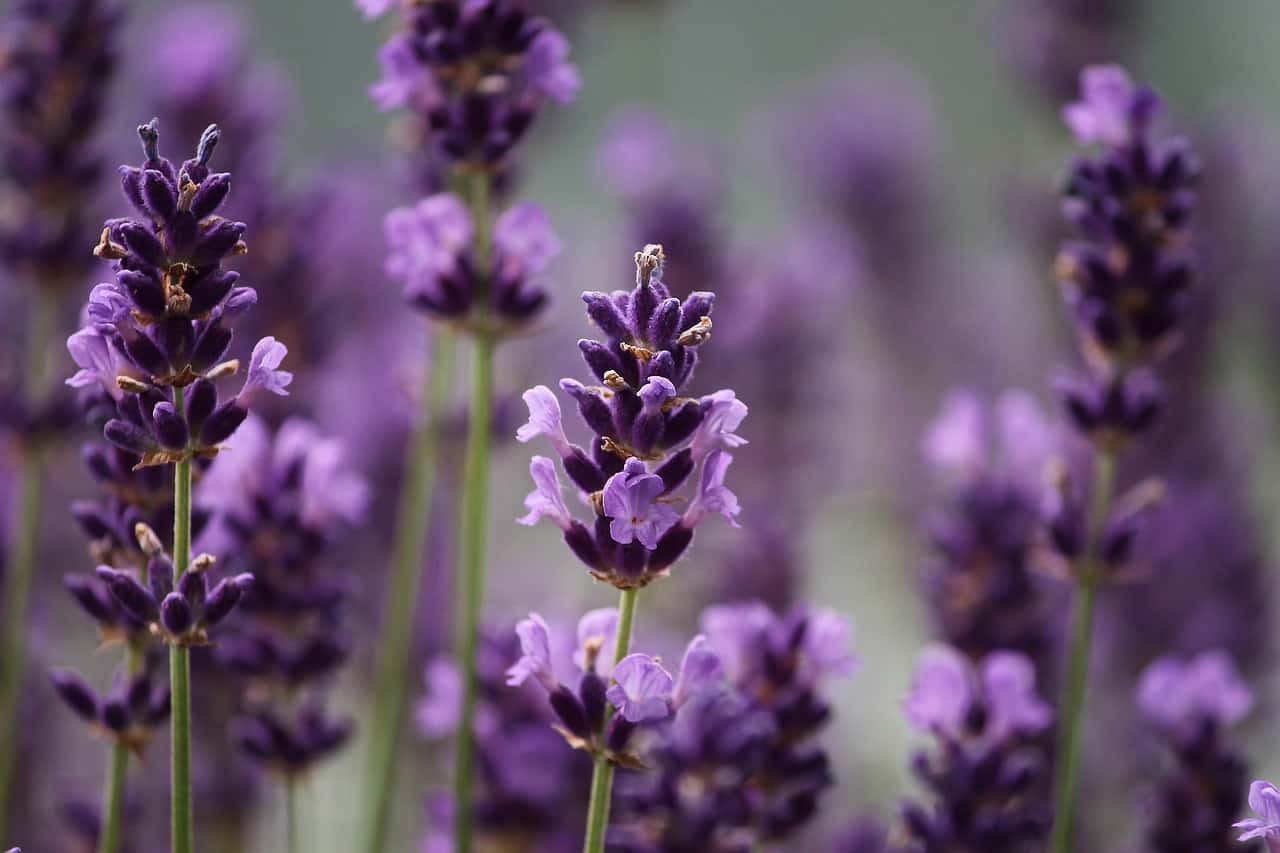 medicinal-plants-uk-7-lavender