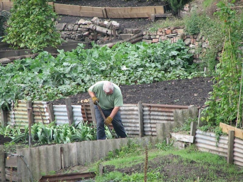 Allotment Gardening For Dummies