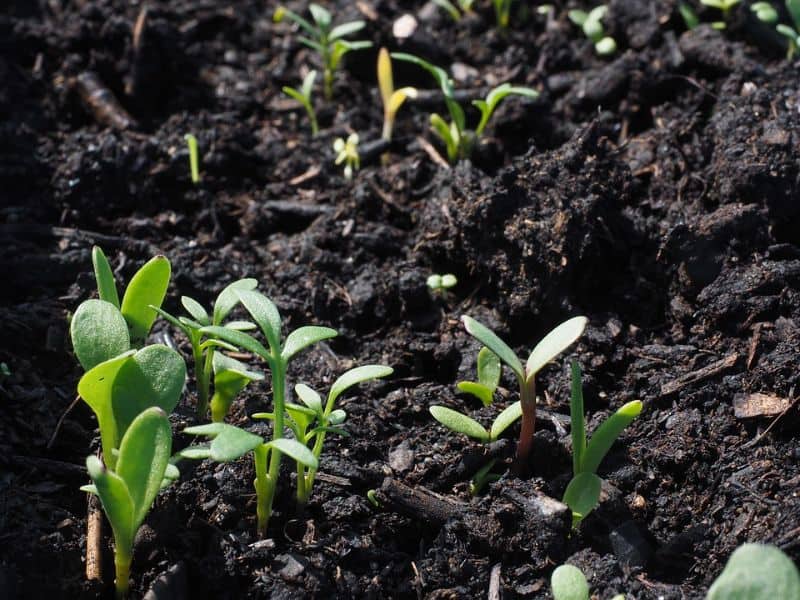 How To Start An Organic Garden In 6 Easy Steps
