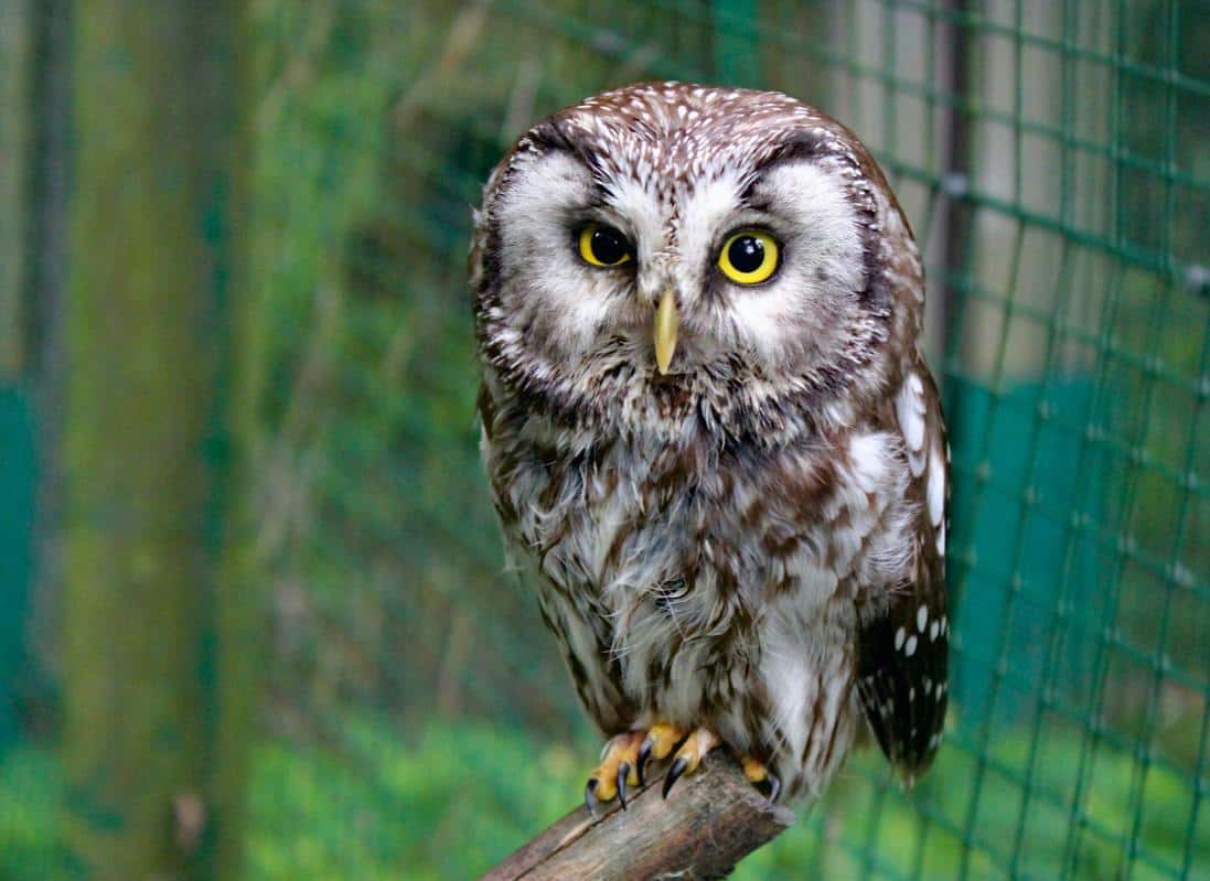 An owl inside the aviary