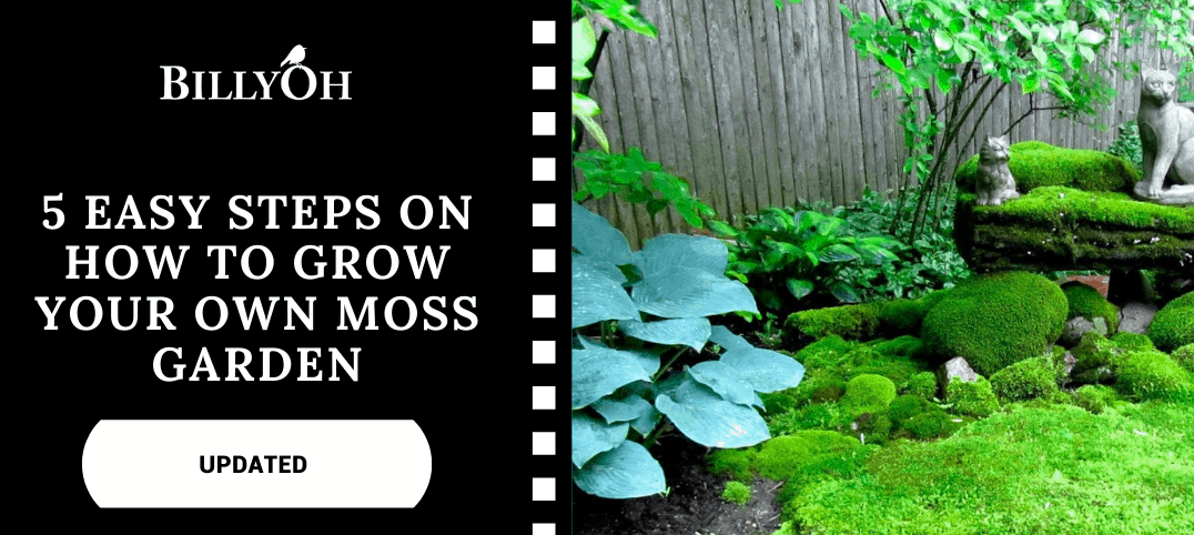 How To Grow Your Own Moss Garden In 5, Growing A Moss Garden