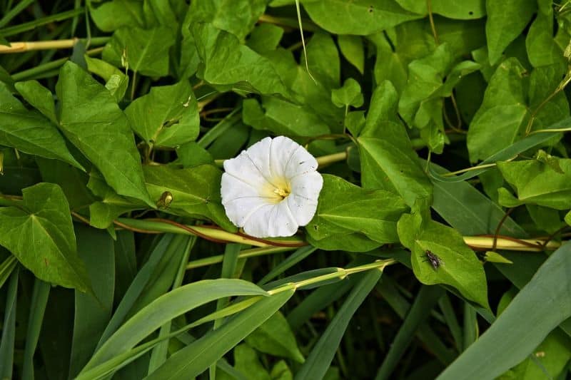 Watch out for hedge bindweed lurking in your garden!