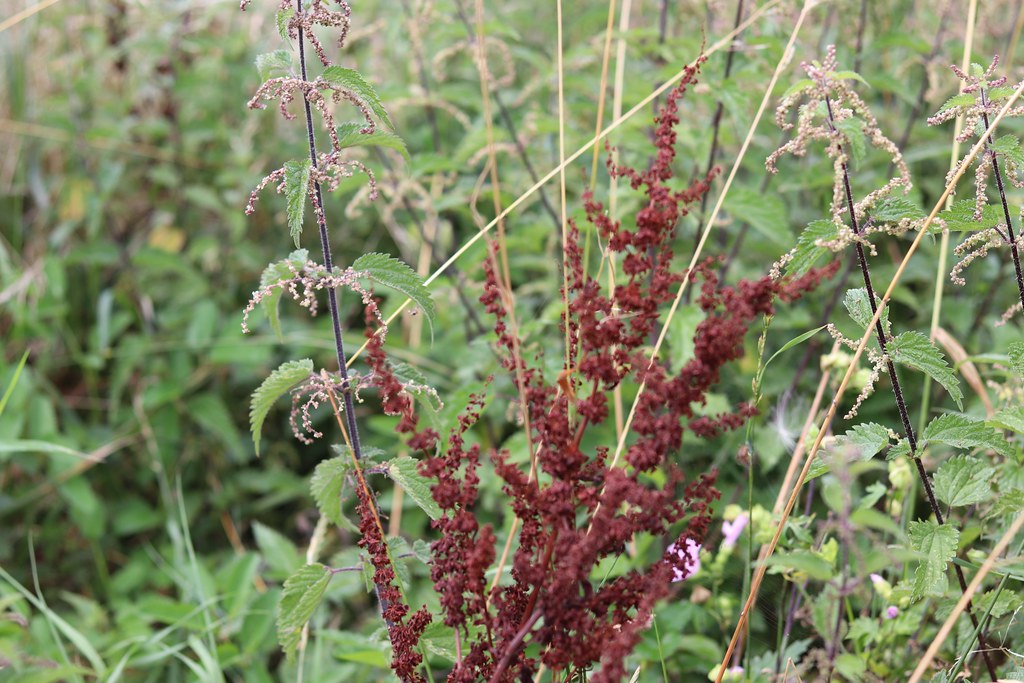 Broad-leaved dock seeds