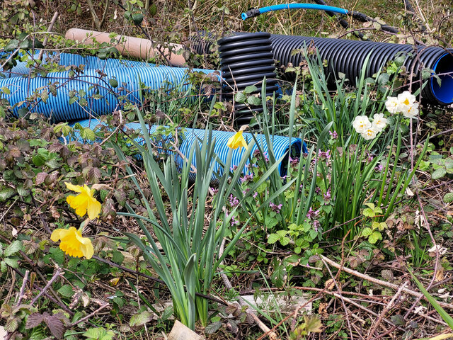 Weeds and waterpipes