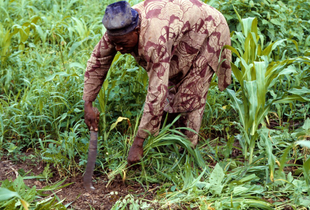 Farmer removing weeds from maize farm using matchet.