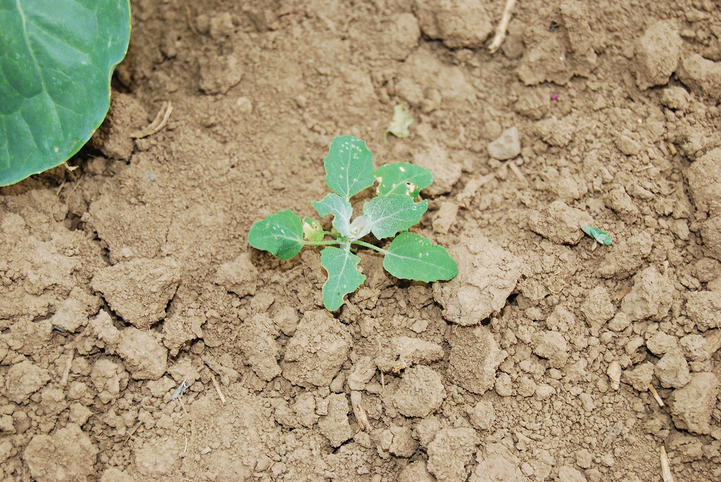 Lambsquarters