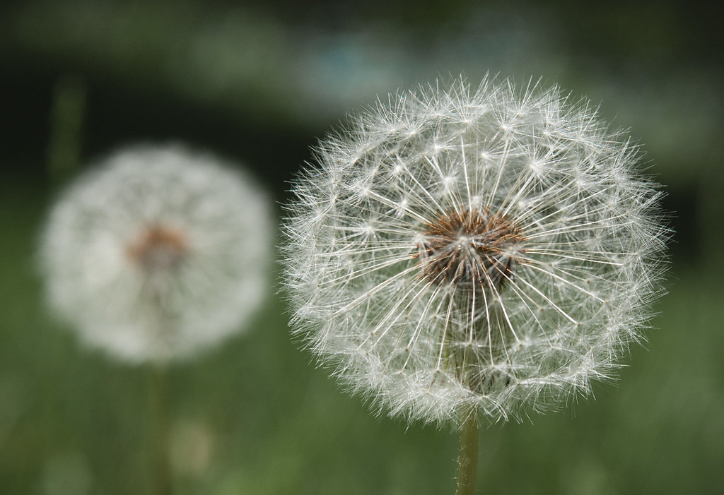 Dandelions