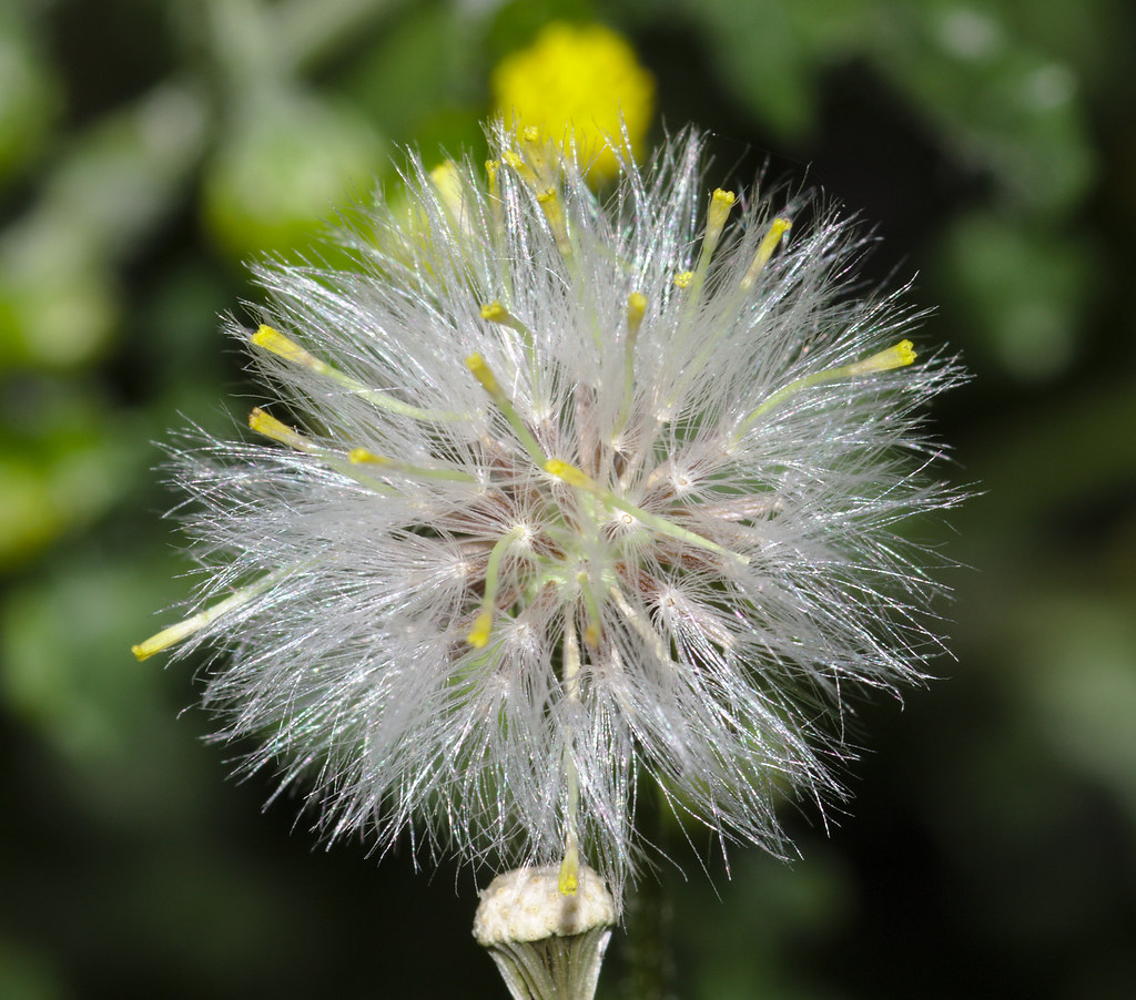 Groundsel