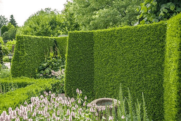 Best Modern Garden Privacy Screens And Hedges of all time Don t miss out 