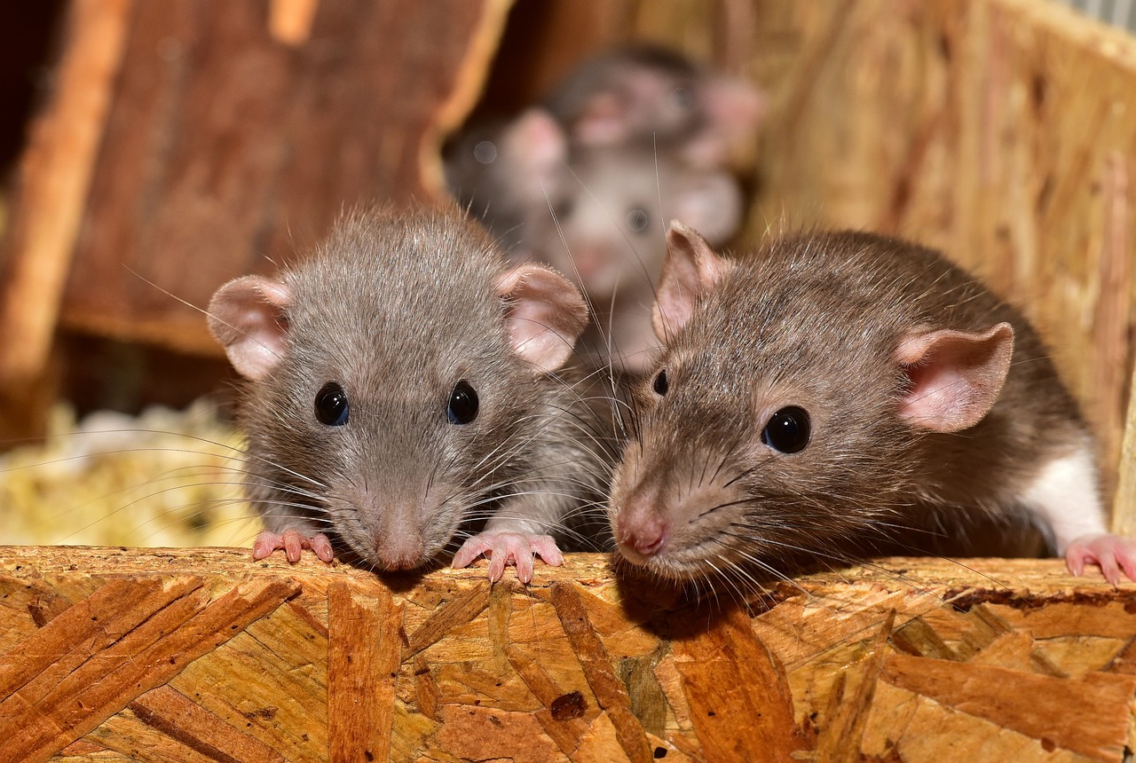 Mice chewing on wood