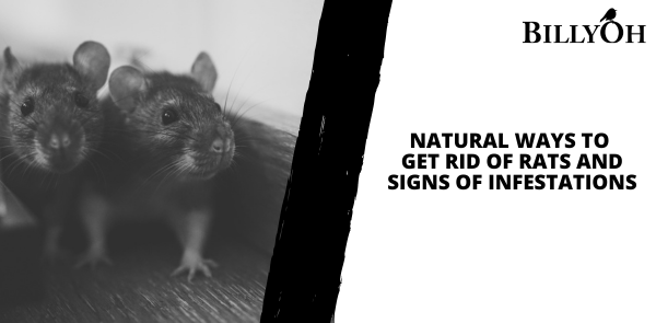 Natural Ways to Get Rid of Rats and Signs of Infestations