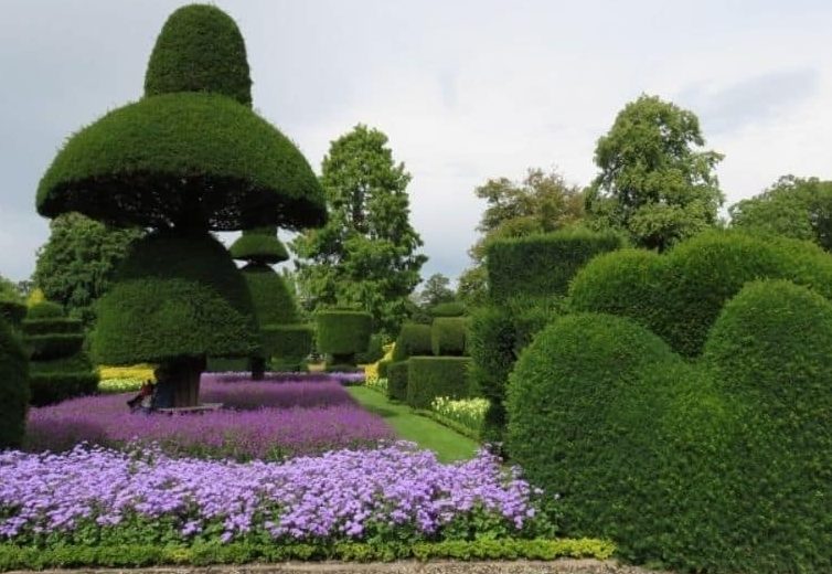 Garden hedges with unique shapes and purple flower