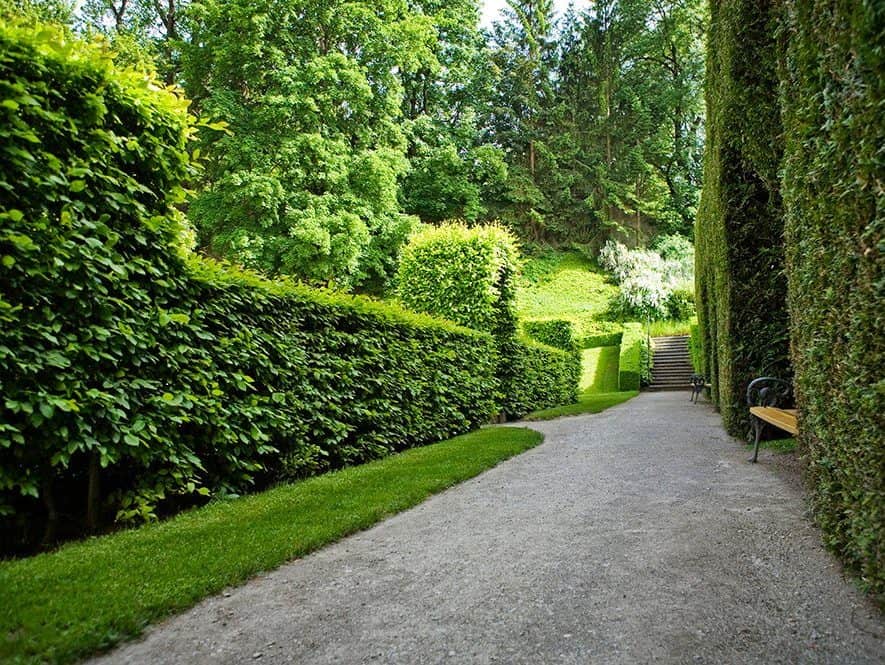 A variety of bushes that adds a welcome texture change to the garden