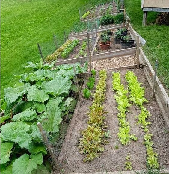 Corner vegetable garden