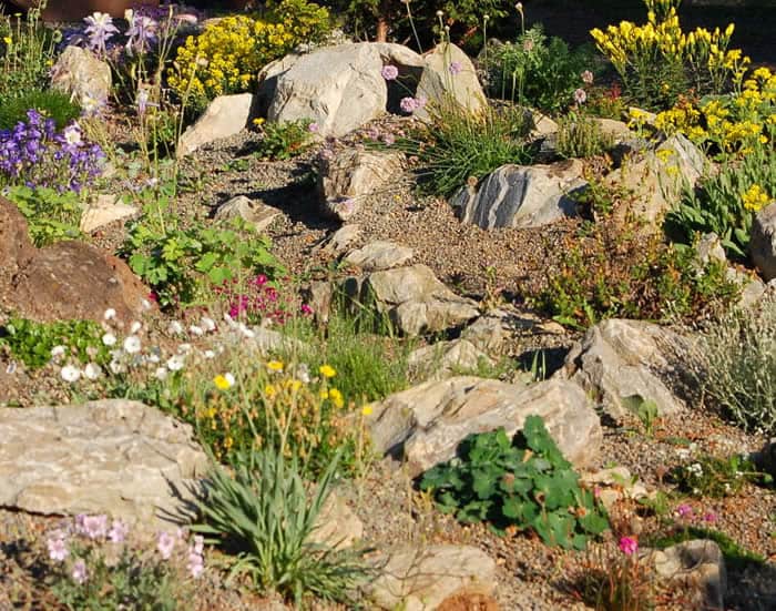 Rock garden with alpine