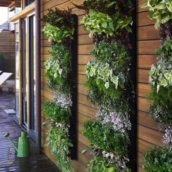 Plant walls that help spruce up a plain fence