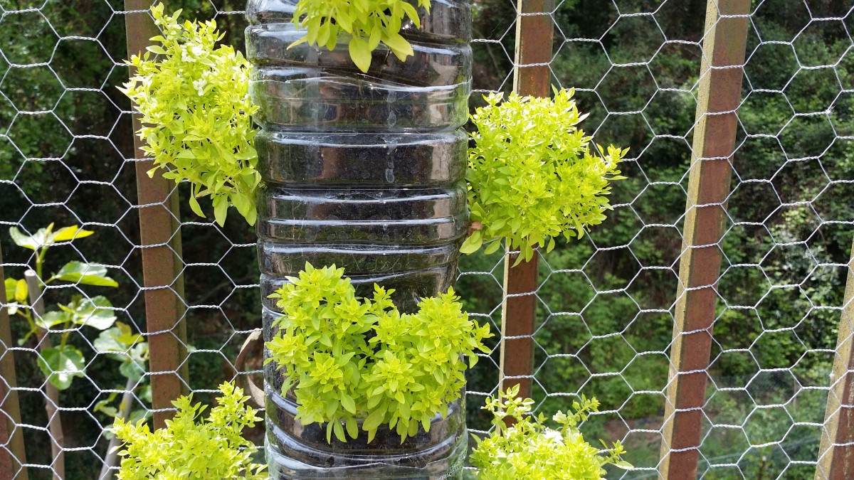 Leafy vegetable planted in a vertical plastic bottle planter