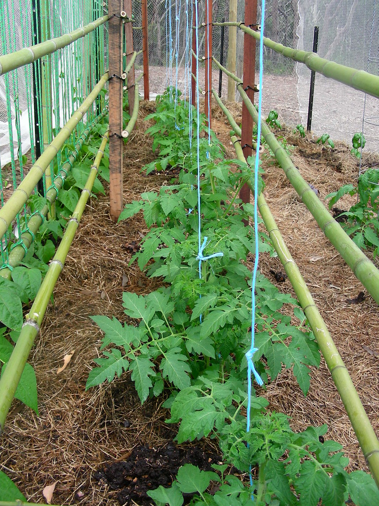 Wall string trellis using bamboo