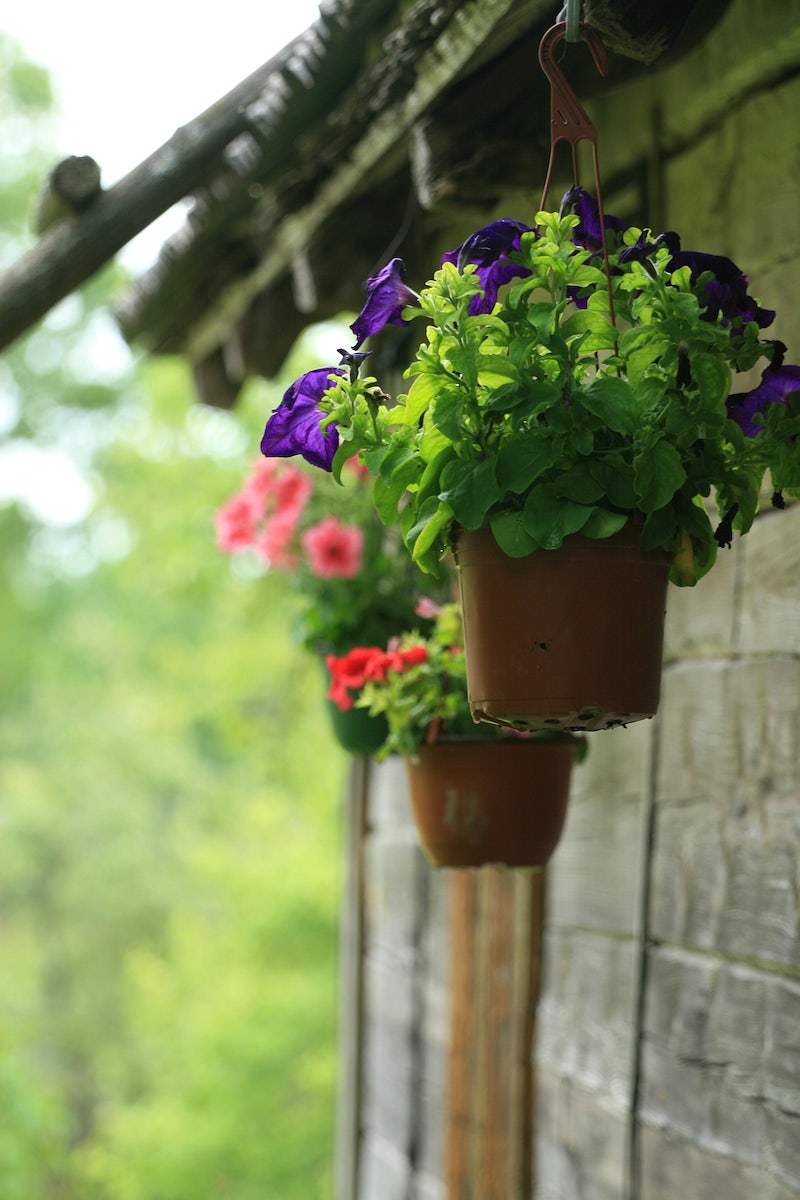 Hanging Geraniums in terracotta pots