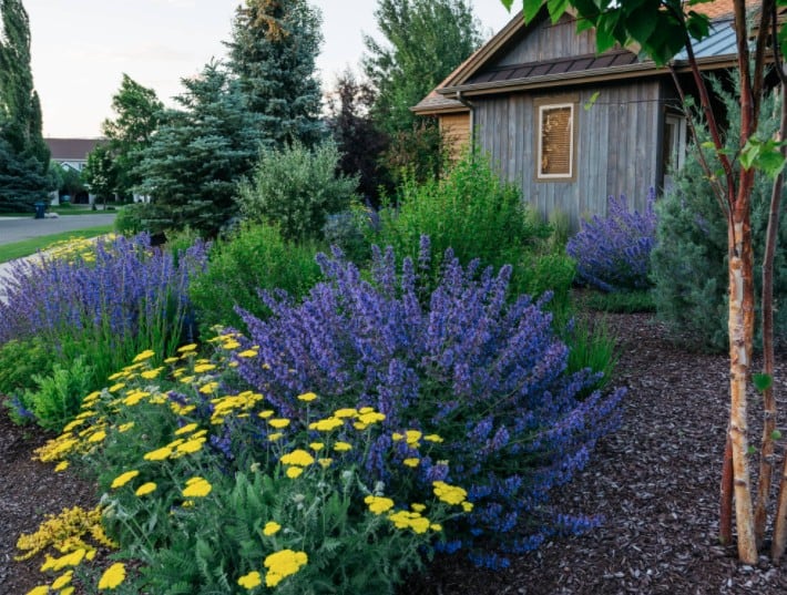 Meadow-like plantings that add a romantic, carefree feel to the garden