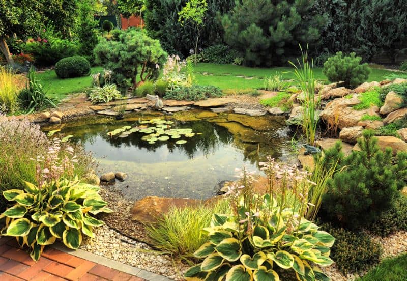 A beautiful, small nature pond