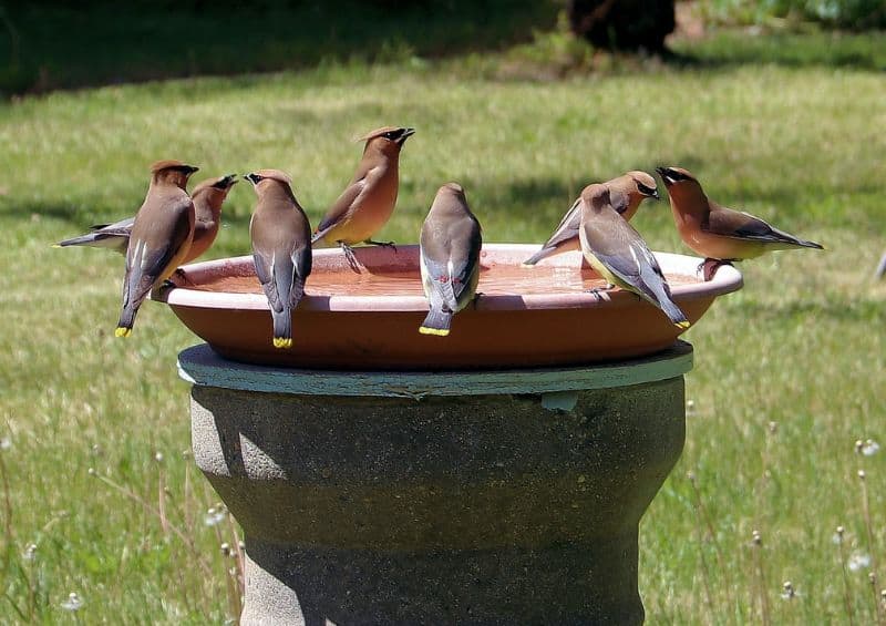 A bird bath filled with fresh water with birds drinking
