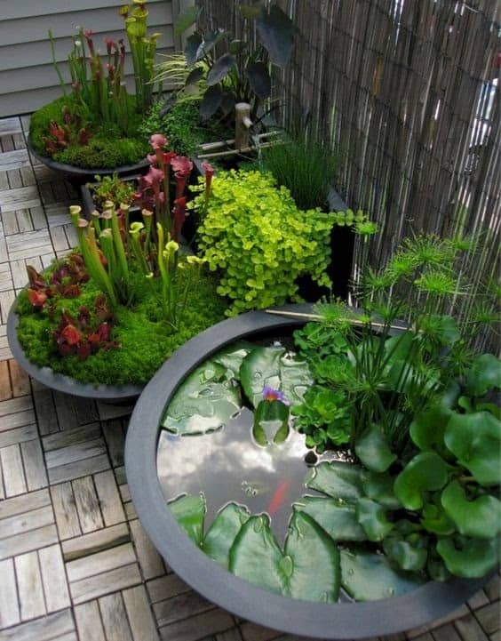 Small ponds with individual bowls