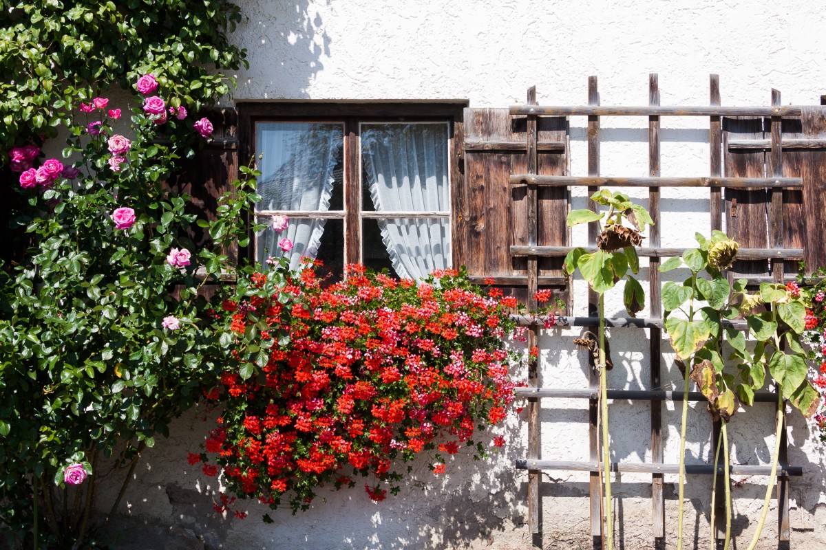 Window flower crate with climbers on the left and a DIY trellis on the right