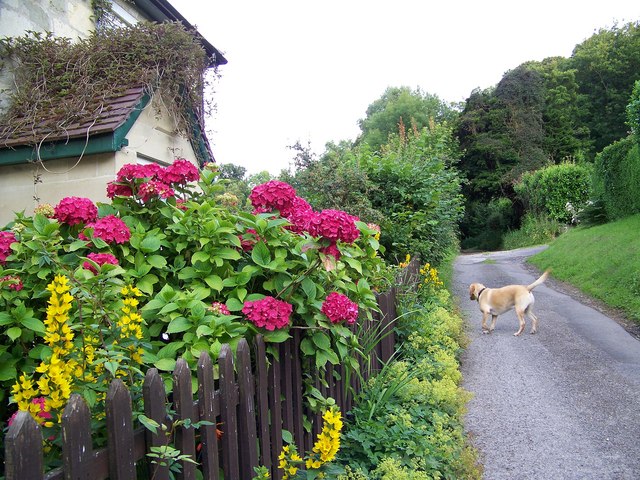 Front backyard fence with rose climbers