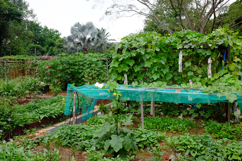 Clementi community farm