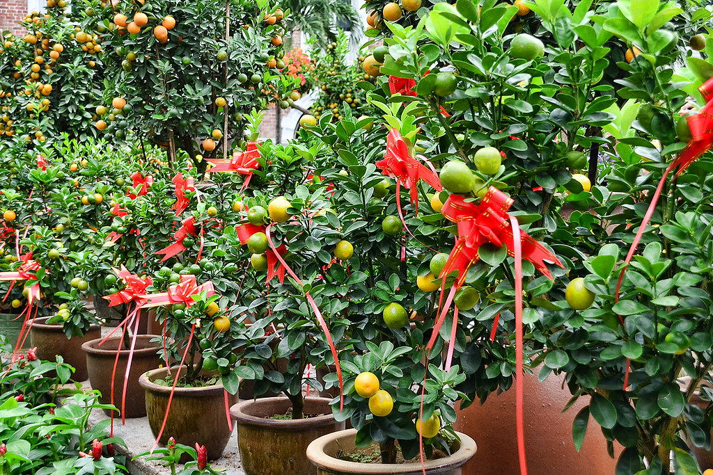 Potted orange trees