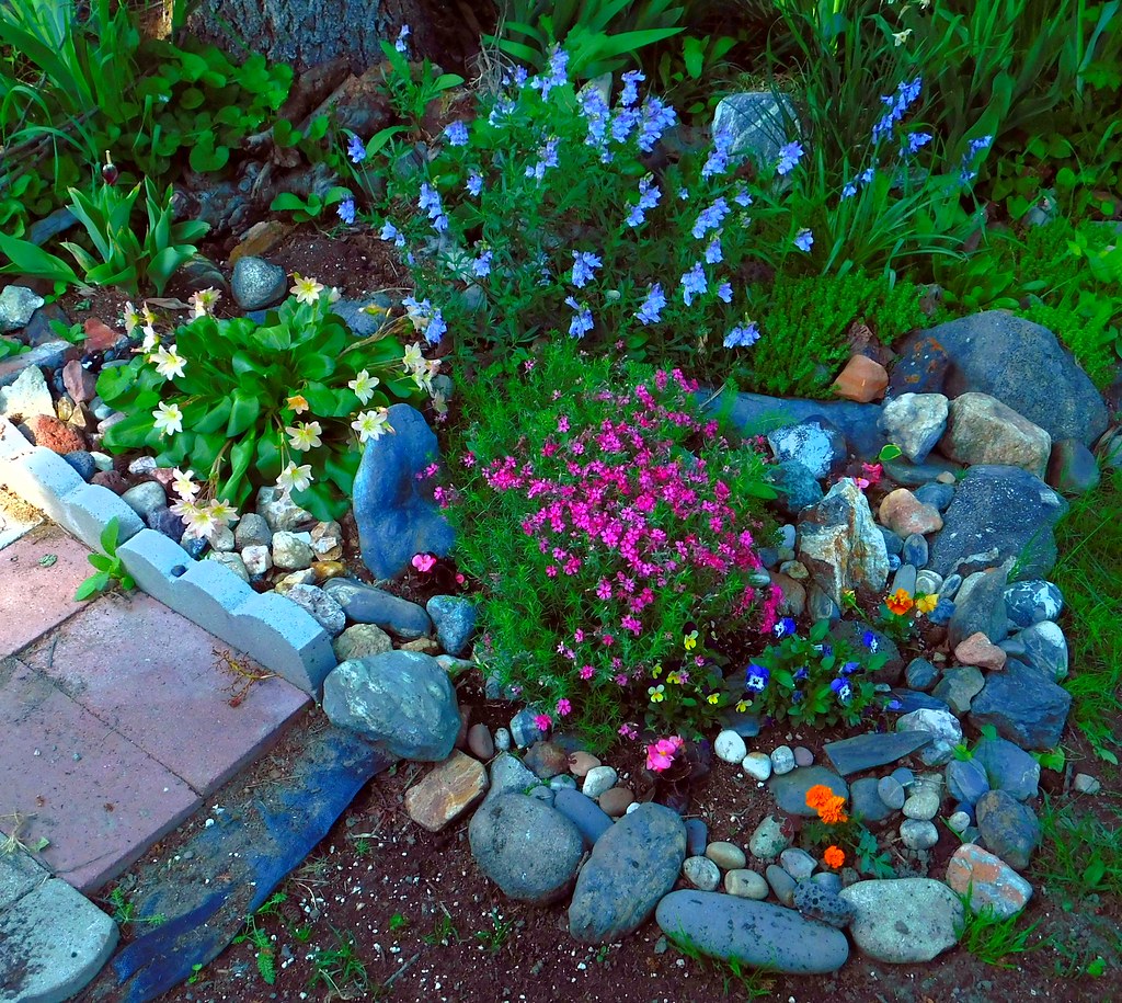 A small corner garden with three very local wild plants