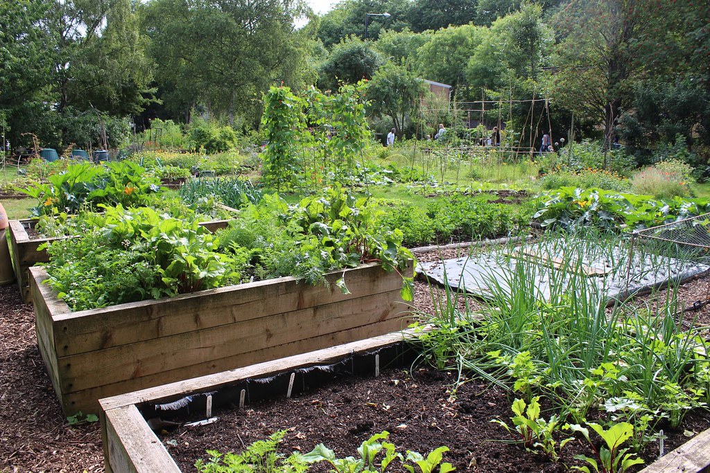 Raised bed organic vegetable garden