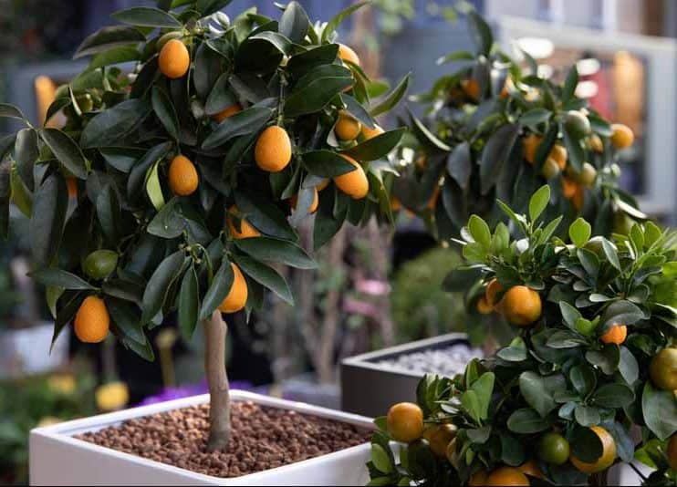Citrus trees in pots