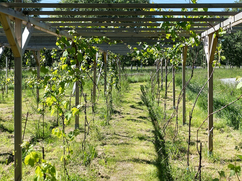 Vegetable garden with pergola