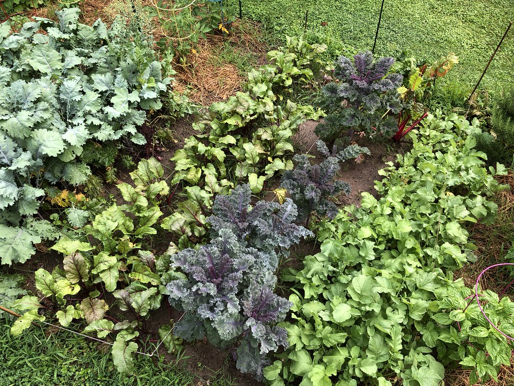 Late spring harvest vegetable garden