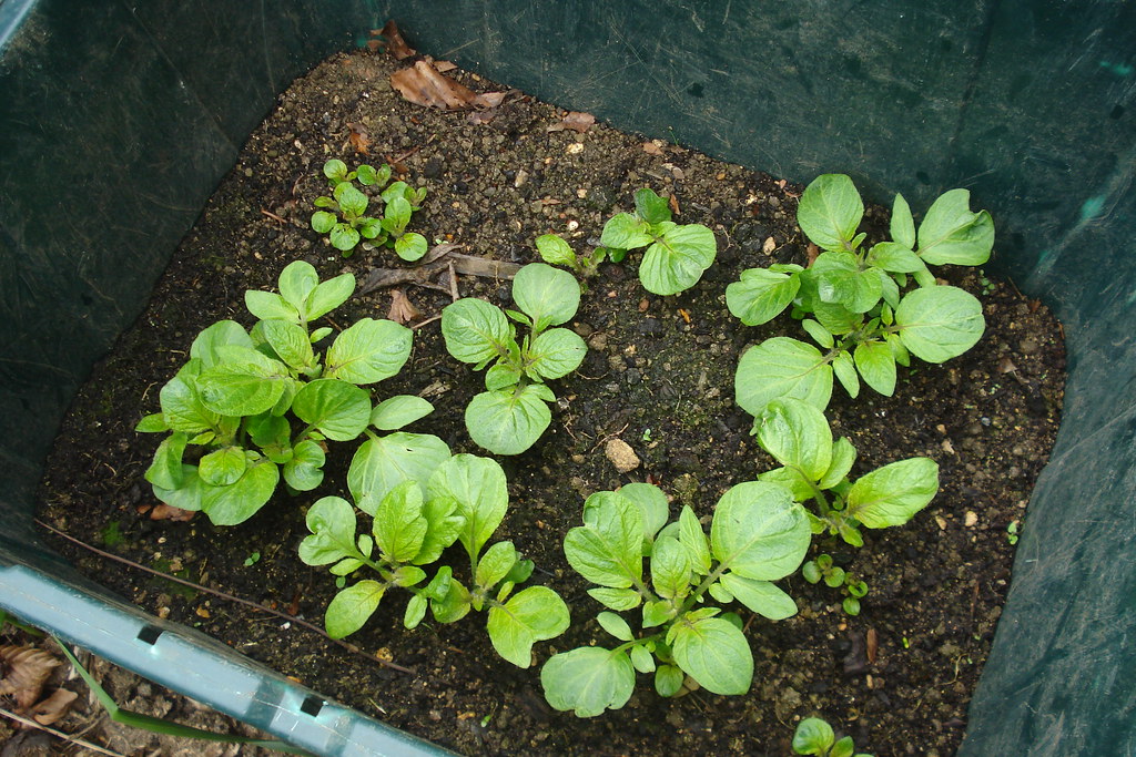 Potatoes grown in a container