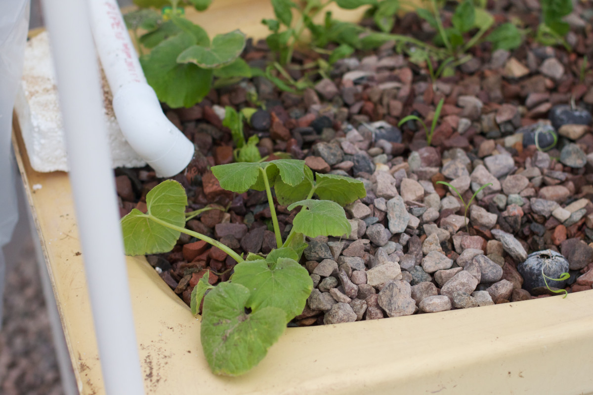 Raised vegetable bed with gravel