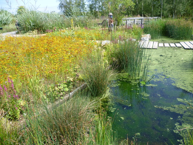 Rain garden