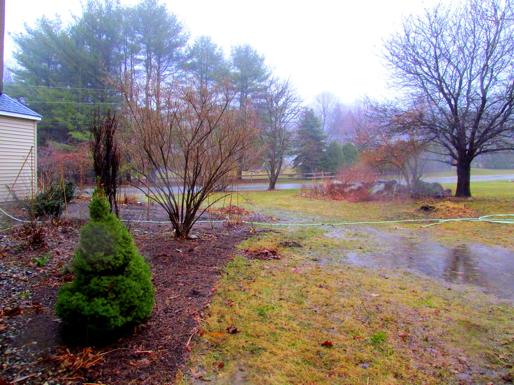 Backyard with puddles of water