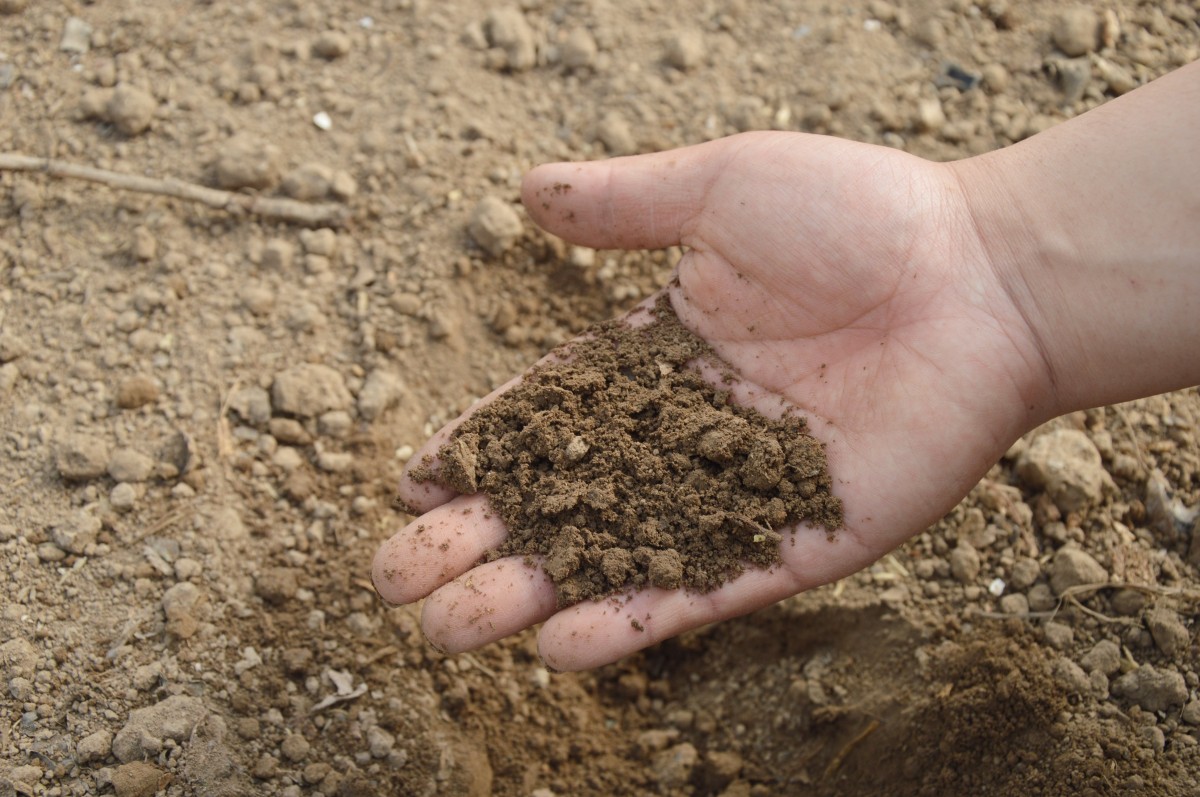 A person testing the soil with their hand