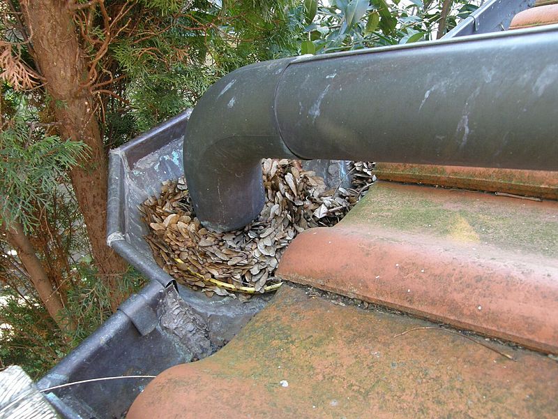 Leaves stuck in the gutter